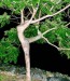 tree-like-woman1.jpg